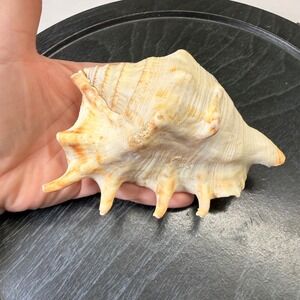 Natural Spider Conch Seashell 5.5 Inch Lambis Lambis Coastal Nautical Decor
